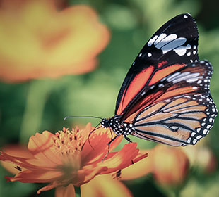 短信呼叫轰炸app