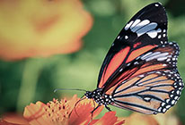 免费用虚拟号码发短信