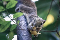 不用付费激活的云呼死你