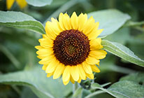 短信免费轰炸网页入口