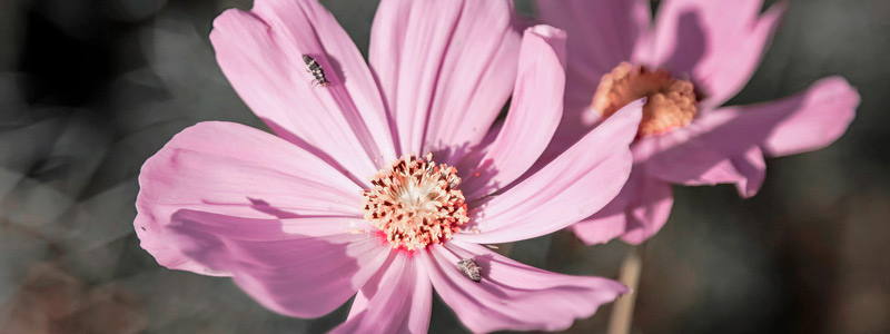 软件市场安全的短信免费轰炸网页入口