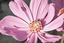 短信呼叫轰炸app